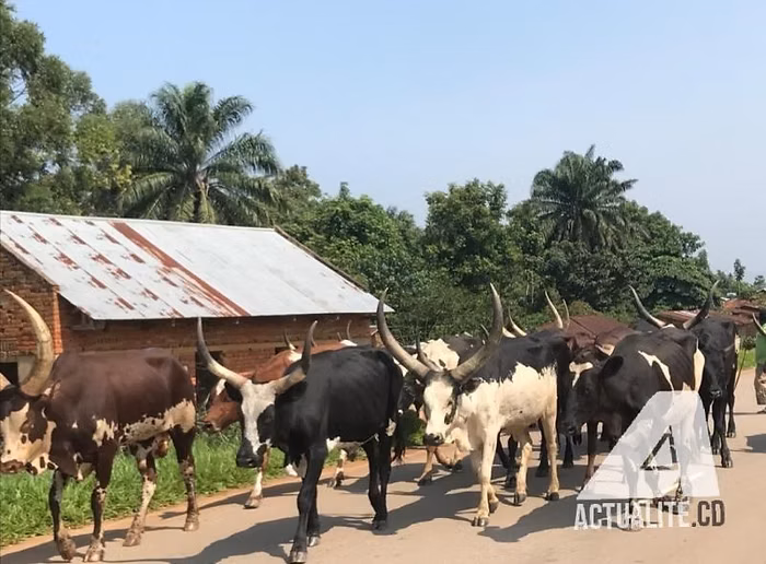 Vache soutenant l'élevage familial et l'autonomie alimentaire